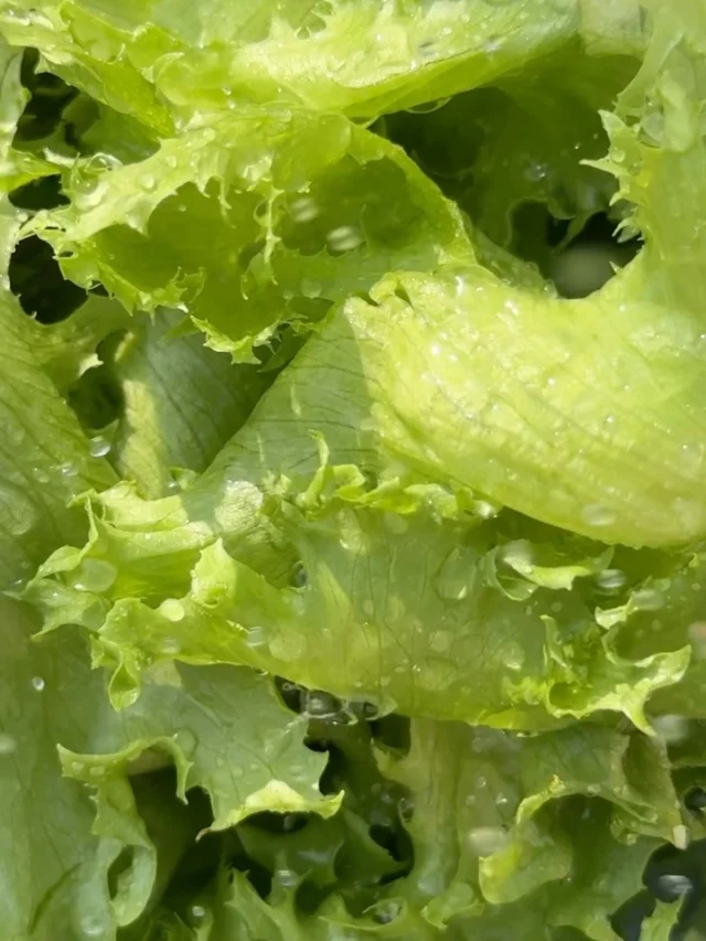La salade César, tout simplement.

Laitue romaine croquante, Parmigiano Reggiano, croûtons à l’ail et une généreuse vinaigrette César crémeuse.

Des ingrédients de qualité. Un classique qu’on ne se lasse jamais de déguster.

*******************

The Caesar Salad, simply done right.

Crisp romaine lettuce, Parmigiano Reggiano, garlic croutons, and a generous creamy Caesar dressing.

Quality ingredients. A timeless classic you’ll always come back to.

#BrigadePizza #SaladeCesar #CuisineItalienne